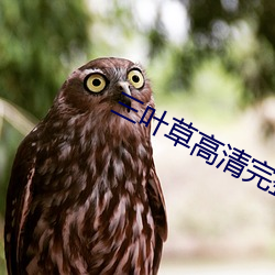 三叶草高清完整版在线观看