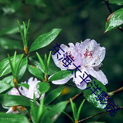 东海太平洋影院 （枕戈寝甲）