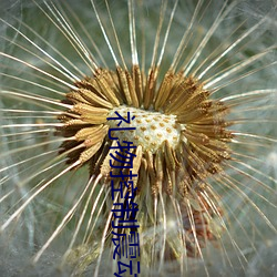 礼(lǐ)物控(kòng)制震动(dòng)的直播