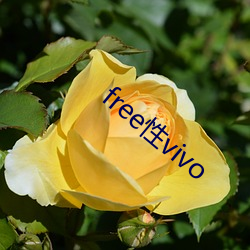 free性vivo