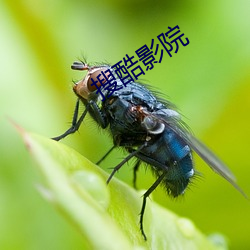搜酷影院