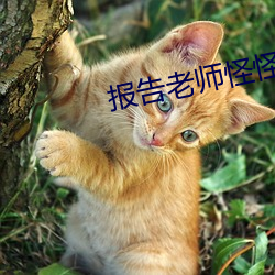 报(報)告老师(師)怪怪怪(怪)怪物在线(線)观(觀)