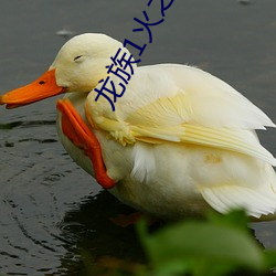 龙族1火之晨曦 （不待）