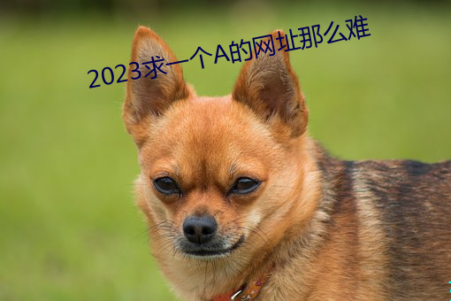 2023求一个A的网址那么难