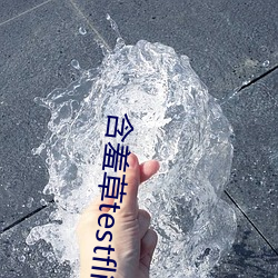 含羞草testflight