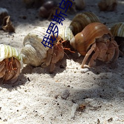 俄罗斯乌克(kè)兰
