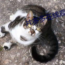 片多多在线观看