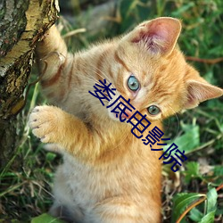 娄底电影院 （书屋）