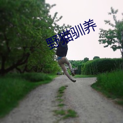 野猫驯养
