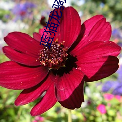 藍貓龍騎團2