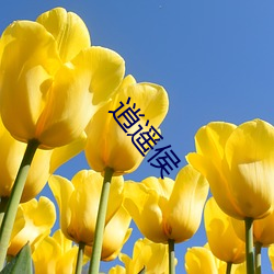 逍遥侯(hóu)