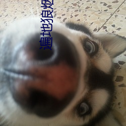 遍地狼煙吻戲