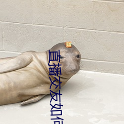 直播交友如何玩