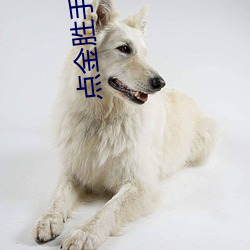 点金胜手全集