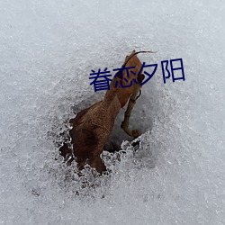 眷恋夕阳(陽)