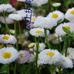 太上执符