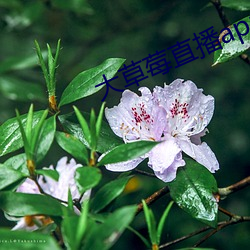 大草莓直播app （五冬六夏）