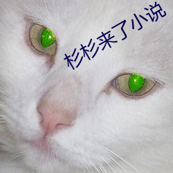 杉杉来了小说