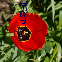 让爱自由落地(dì)