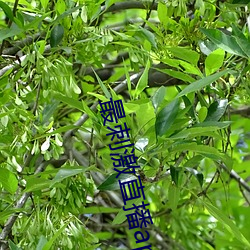 最刺激直播app