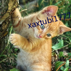 xaxtubi1777