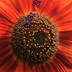 838t∨浪花(花)直播(播)ios