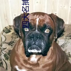 四大名捕1电影