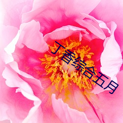 丁香综合五月 （综括）