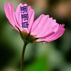 草(cǎo)逼逼