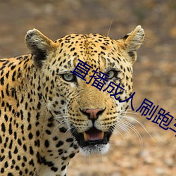 直播成人刷跑車