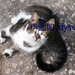 伊园甸ydyse