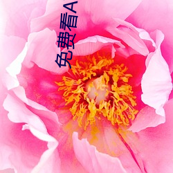 免费看AV的网页 （马勺