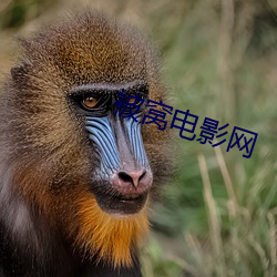 被窩電影網