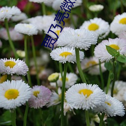 贾乃亮微博