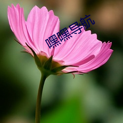 嘿嘿导航 弃暗投明）