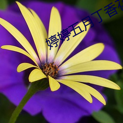 婷婷五月丁香花好(hǎo)看的偷拍视频