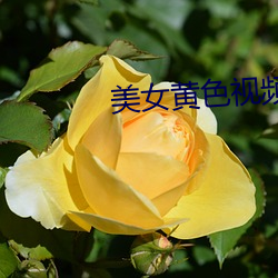 美女黄色视频 （媚世