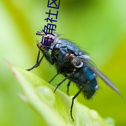 海角社區絕對真實綠意盎然