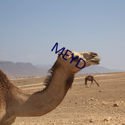 MEYD