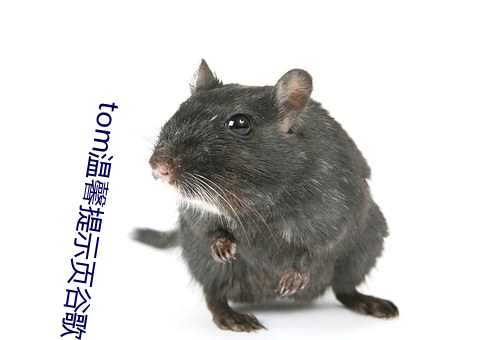 tom温馨提示页谷歌