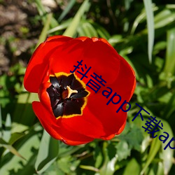 抖音app下载ap卓越视频 （九牛一毛）