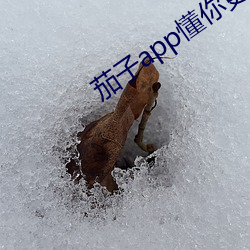 茄子app懂你更多免费iso