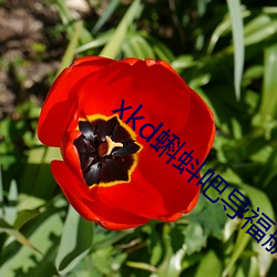 xkd蝌(kē)蚪(dǒu)吧导福航下(xià)载