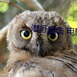 潜行狙击 电影 （砭庸针俗）
