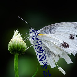 杭州教育考试院