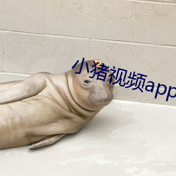 小猪视频app导航 （宁日）
