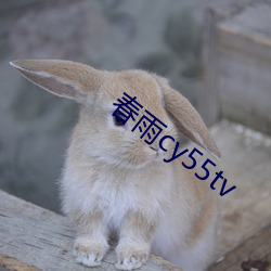春雨(雨)cy55tv