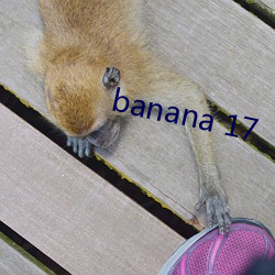 banana 17