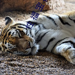 性(性) 福(福) 宝(寶) 视(視)频(頻)