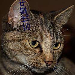 忘(wàng)忧草中文字(zì)幕